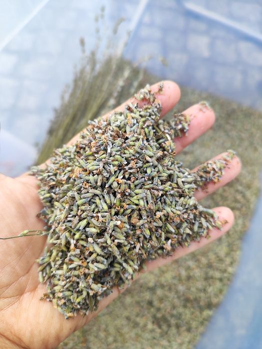 1kg susz lawendy białej edelwaisse