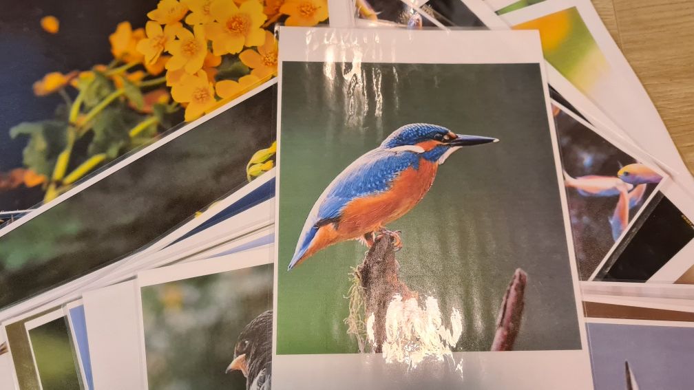 Karty zwierzęta wiosna ptaki las owady pomoce dydaktyczne przedszkole
