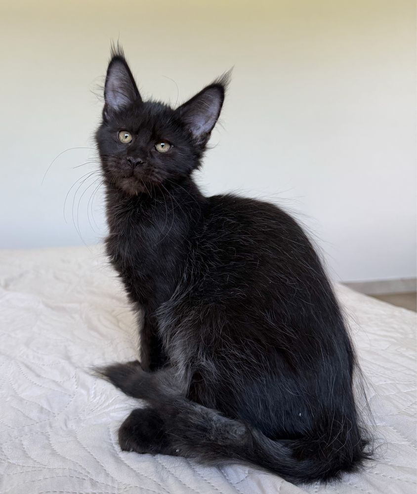 Czarny kocurek Maine Coon