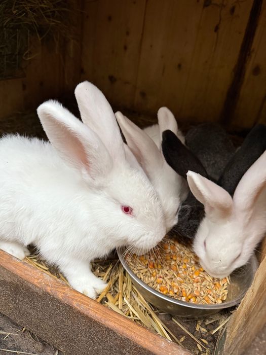 Króliki młode sprzedam