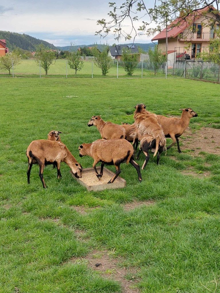 owce i baranki  kameruńskie