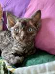 Kocurek Devon Rex