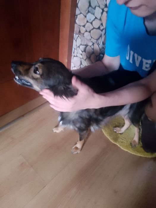 Oddam za darmo pieski