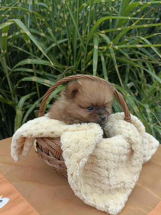 Wzorcowa suczka Małego Szpica niemieckiego rodzice FCI