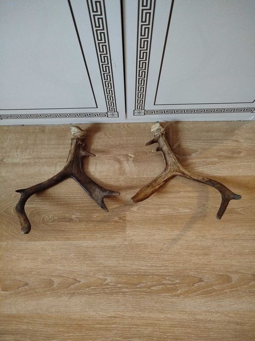 Продам роги та медальон під них