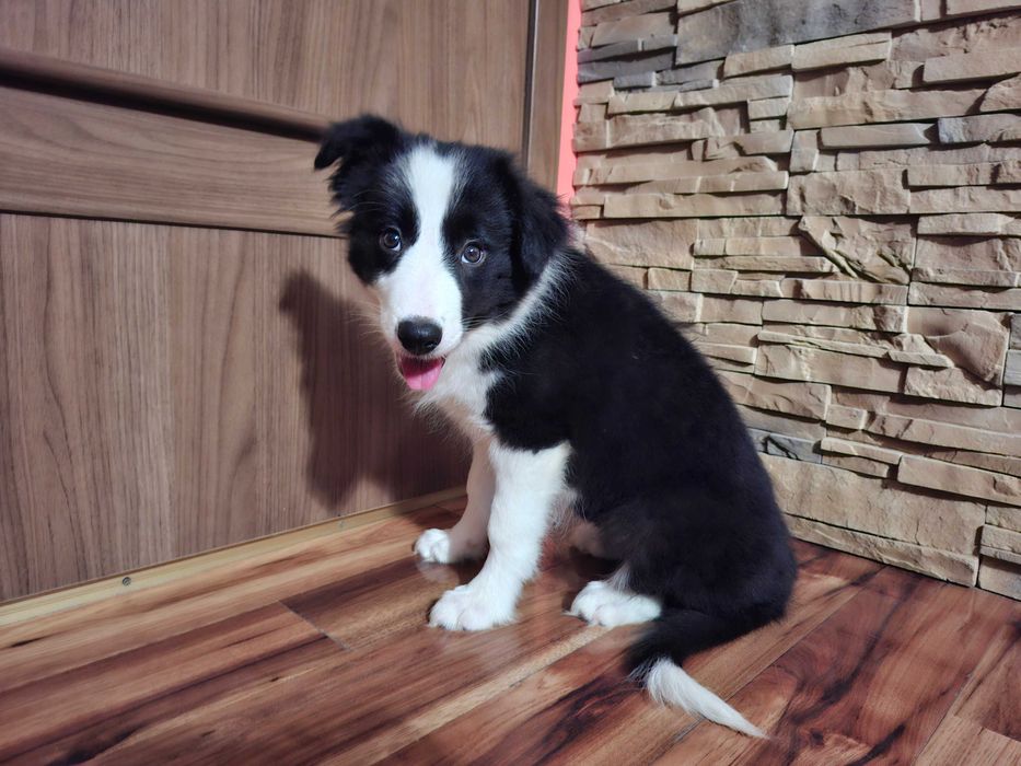 Border Collie  szczeniak suczka czarno-biała :-) piękna:-)