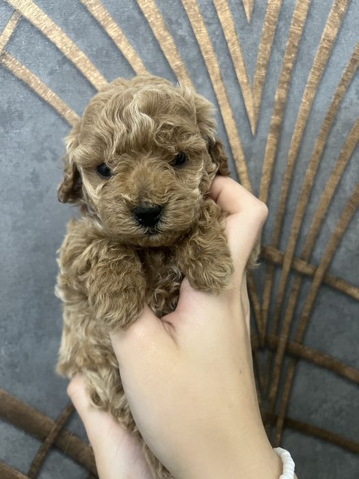 Maltipoo f1b pudel toy red brown badania