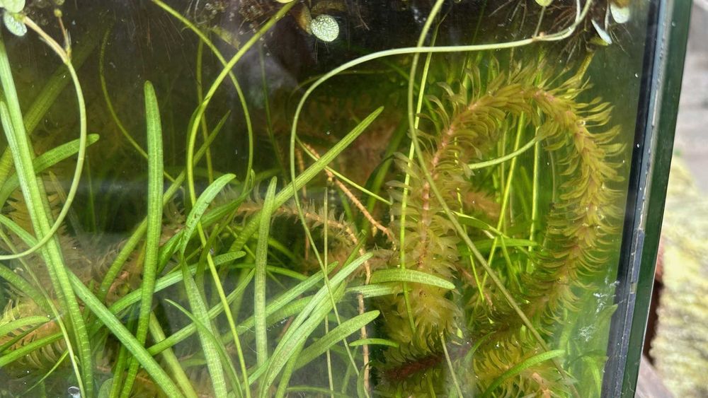 Salvinia minima, dwarf sagitaria, e elodea densa.