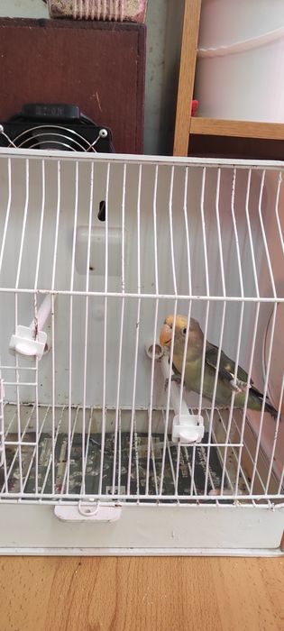 Vendo agapones alecrim de 2025