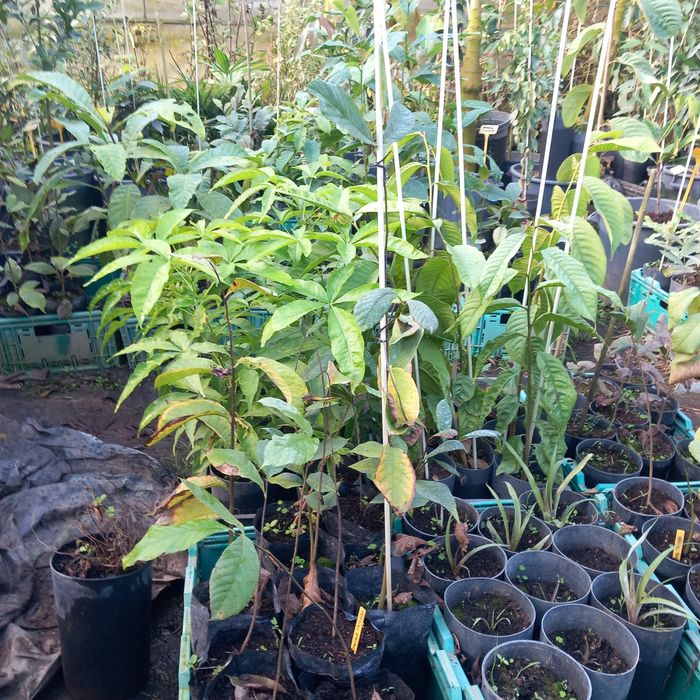 Paw-paw - asimina triloba