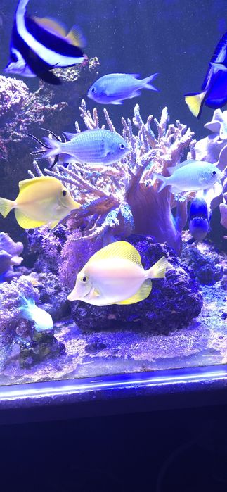 Pokolec Zebrasoma flavescens