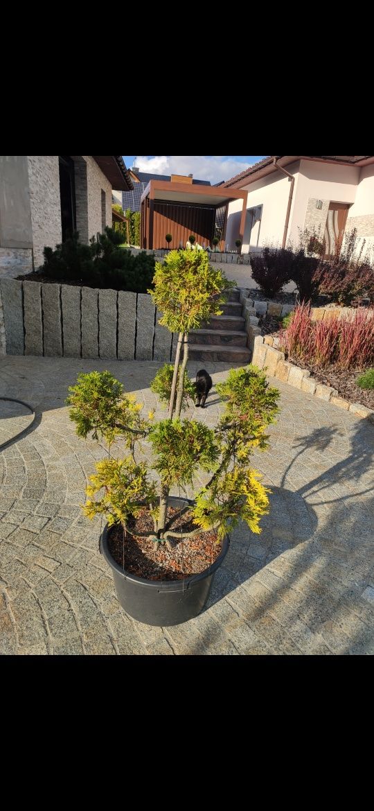 Thuja Tuja formowana kulki dwukolorowa