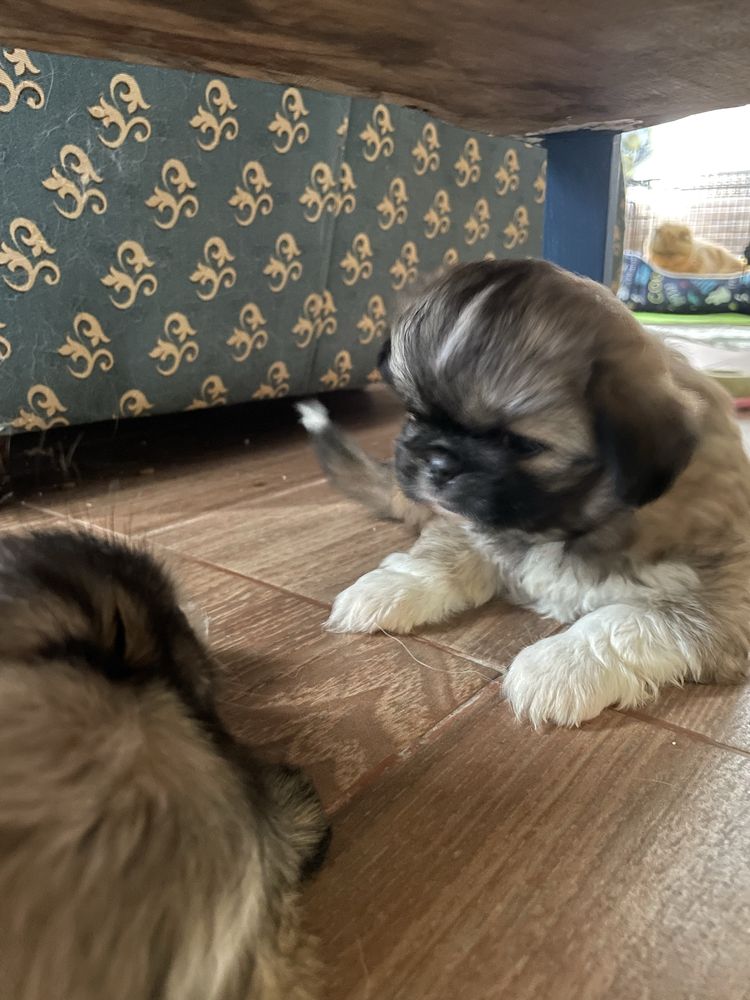 Cachorrinha linda