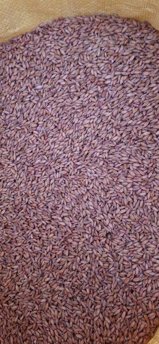 Pszenżyto probus 2025r