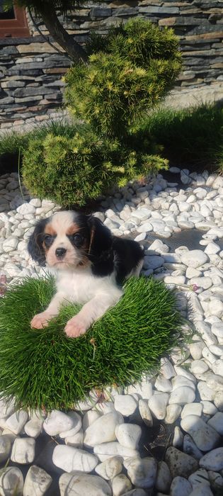 Szczeniak Cavalier King Charles Spaniel