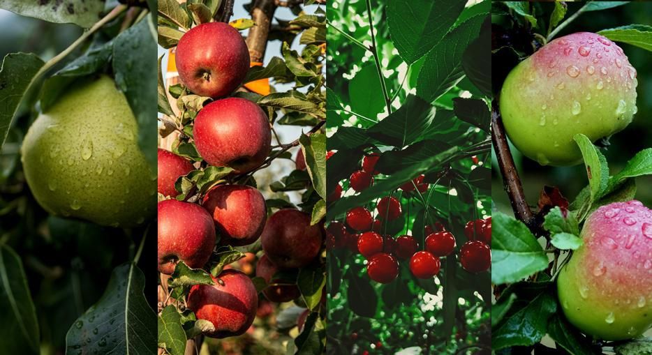 Плодові дерева. Саджанці плодових дерев. Абрикос. Груша. Персик. Череш