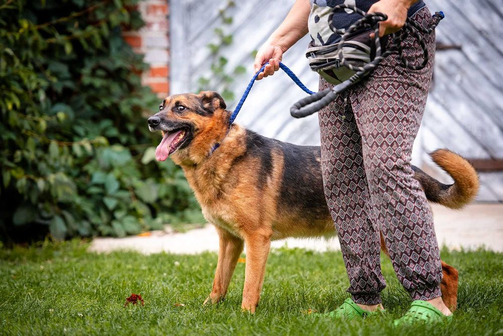 Lizak - fantastyczny, przyjazny, kotolubny psiak!