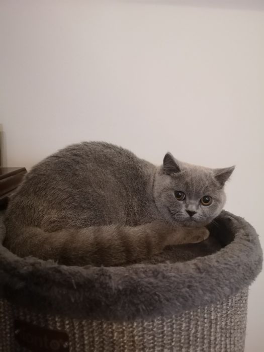 Kocurek, kotka z miotu T rodowód FPL