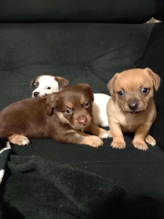 Oddam małe szczeniaki (wstępnie zarezerwowane)