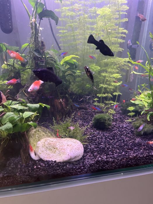 Peixes ornamentais
