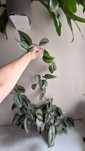 Scindapsus pictus exotica trebie