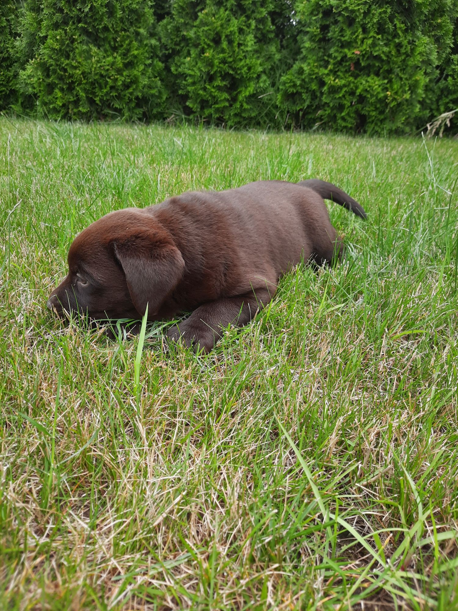 Labrador piesek zapraszam