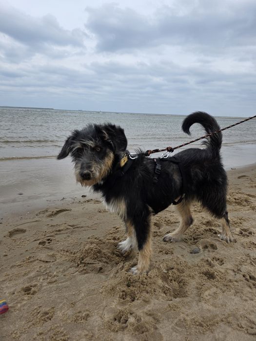 Czy bedzie musiał trafić do schroniska? 3 dom go porzucił