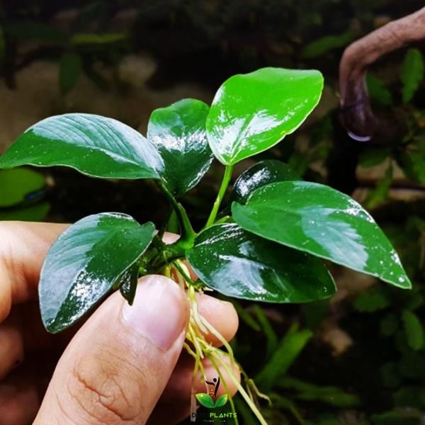 Anubia Barteri nana – Planta aquática