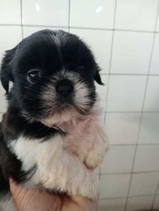 Shih tzu shihtzu fêmea