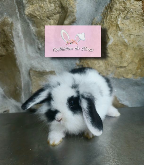 Coelhos anões mini lop