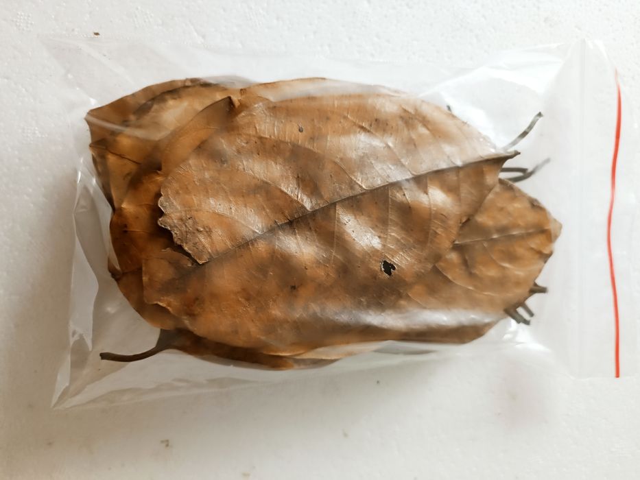 Liście chlebowca (Jack) pokarm dla krewetek, raków