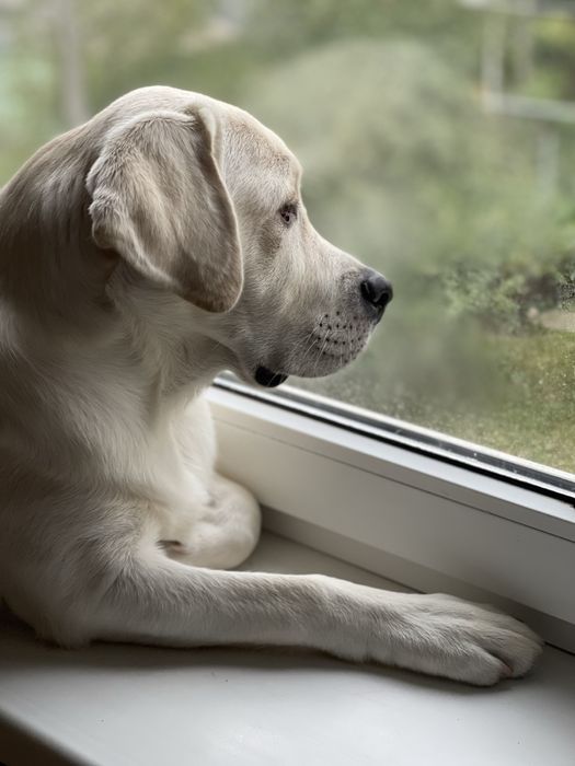 Лабрадор шукає подружку! Вʼязка.