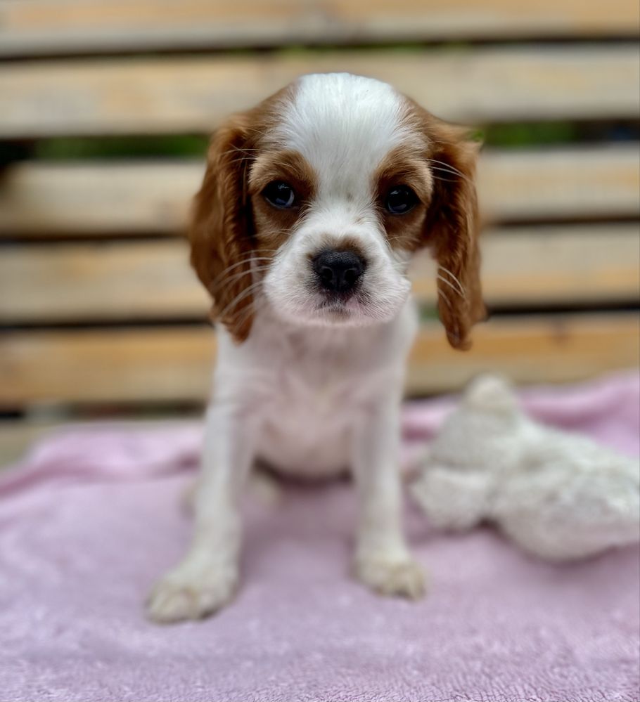 Cavalier king charles spaniel sunia bh
