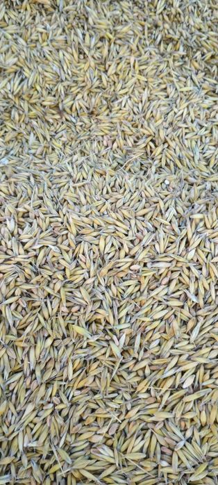 Pszenica i mieszanka zbożowa 2025