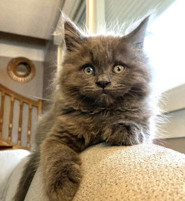 Niebieski kociak Maine coon  też czarne czarny kotki kotek