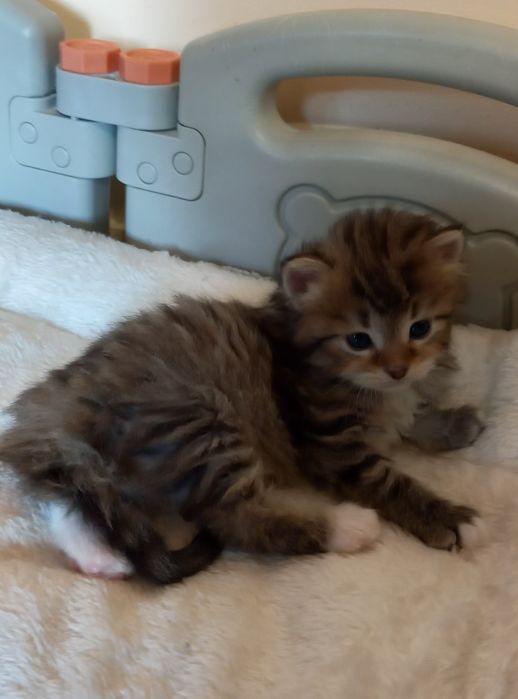 Kocurek syberyjski Rrodowód FIFe/FPL