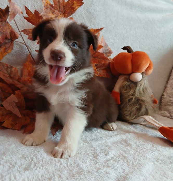 Border collie czekoladowo białe