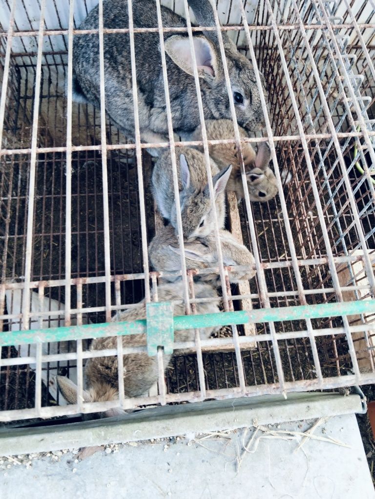 Animais da quinta