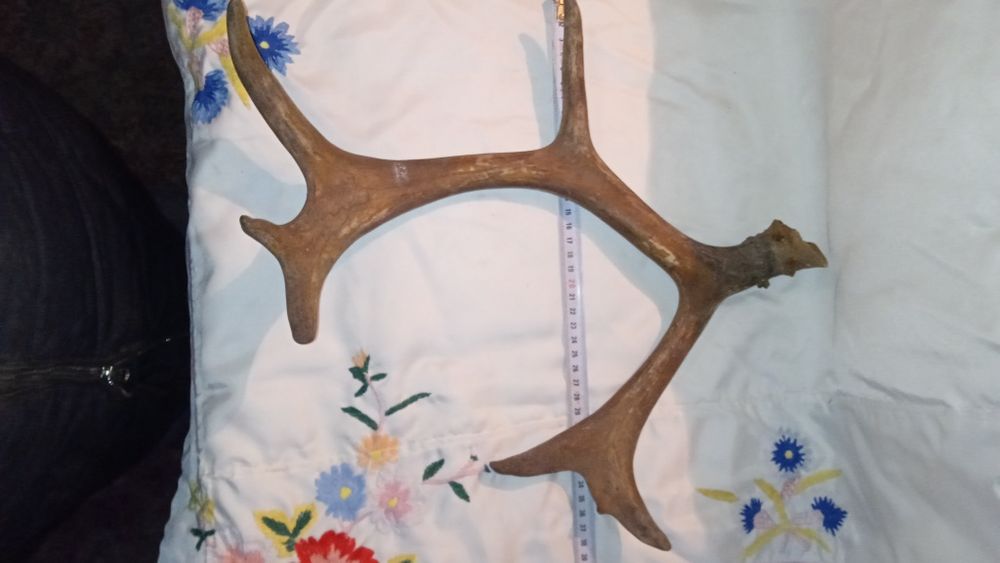 Роги оленя для декору