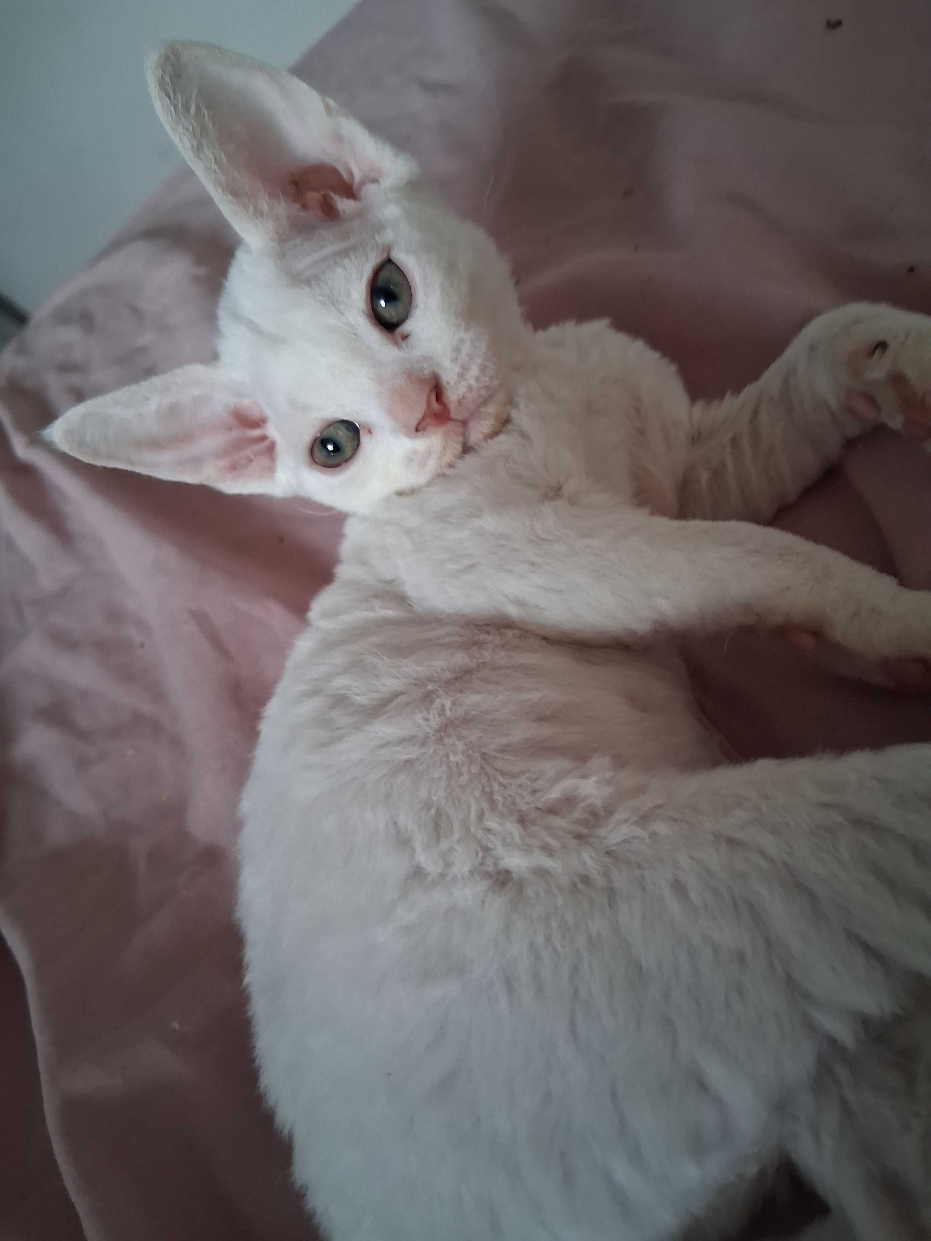 Devon rex, biała koteczka, super charakter, FPL