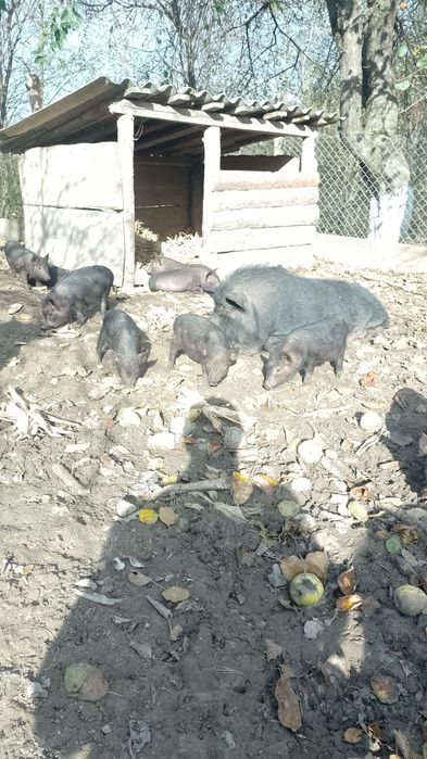 В'єтнамські поросята