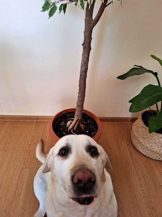 Fikus benjamin, figowiec benjamiński odm. 'Variegata'