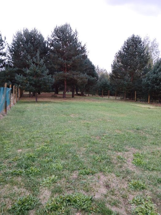 Sprzedam działkę leśną