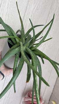 Aloe vera Aloes duża sadzonka