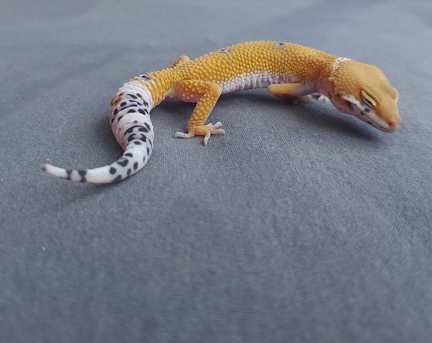 Gekon lamparci - samica