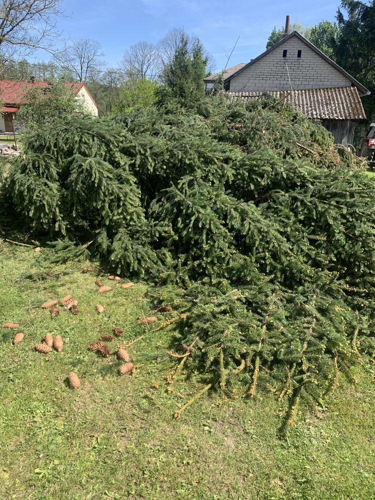 Gałęzie świerka pospolitego na wieńce, wiązanki