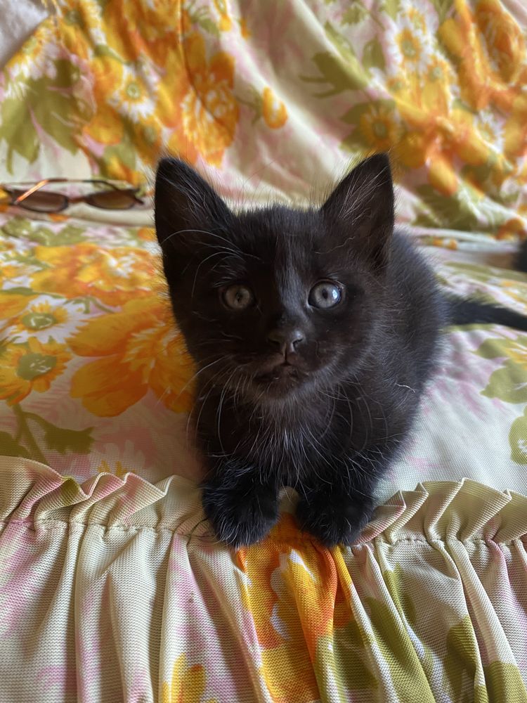Чорне кошеня хлопчик 1.5 міс.