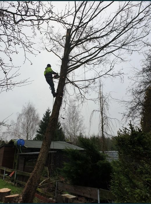 Wycinka drzew, arborysta, Wycinka drzew trudnych, Wycinka sekcyjna