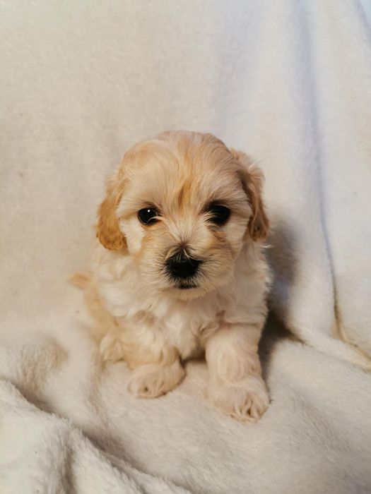 Maltipoo przesliczne