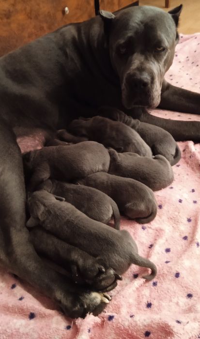 Кане корсо цуценятка